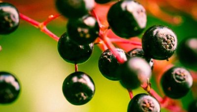 SYVITA Nahrungsergänzung Cranberryfital – 60 Kapseln (29 g)