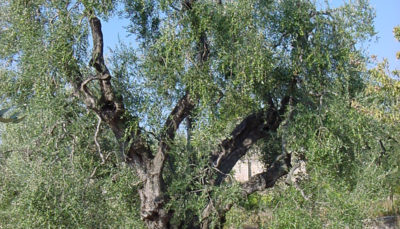 Hauch des OLIVENBAUMES – Geist der Bäume AURA Spray 20 ml
