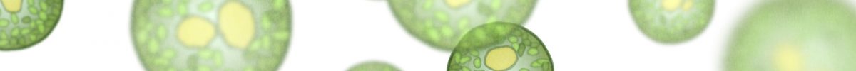 SYVITA Nahrungsergänzungsmittel - Grenn Line - Zellschutz - Antioxidantionsmittel